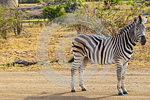 Beautiful striped zebra in Kruger National Park safari South Africa