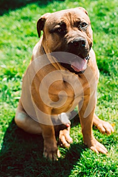 A beautiful strong dog of the Boerboel breed obediently poses for the camera. Pets