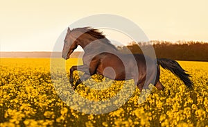 Beautiful strong horse galloping, jumping in a field of yellow flowers of against the sunset