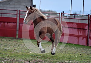 Percheron horse running in spain