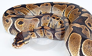 Beautiful strong python lying peacefully