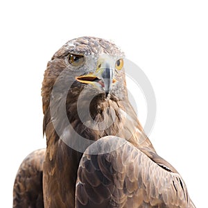 Beautiful strong raptor golden eagle bird