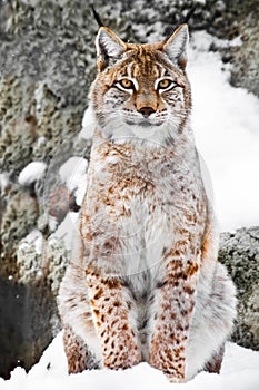 A beautiful and strong wildcat lynx sits upright and straight in the snow