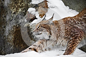 Beautiful and strong wildcat trot stretches all over while walking in the snow