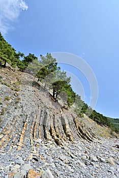 Beautiful structure of the rock, consists of a solid rock in the form of layers. On a steep rock grow coniferous trees