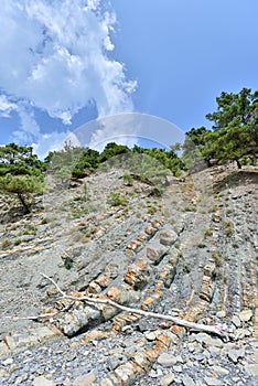 Beautiful structure of the rock, consists of a solid rock in the form of layers. On a steep rock grow coniferous trees