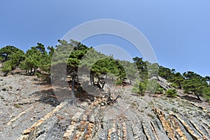 Beautiful structure of the rock, consists of a solid rock in the form of layers. On a steep rock grow coniferous trees