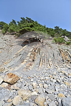 Beautiful structure of the rock, consists of a solid rock in the form of layers. On a steep rock grow coniferous trees