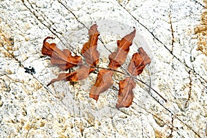Beautiful structured leaves at