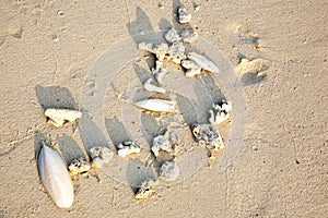 Beautiful structured leaves at the beach arranged by nature in a