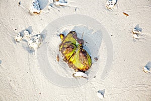 Beautiful structured leaves at the beach arranged by nature in a