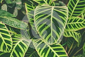 Beautiful structured tropical leaves  Stylish toned eco-friendly pattern