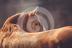 Beautiful stunning chestnut budyonny gelding horse looking from behind in spring daytime