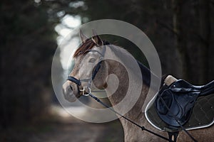 Beautiful stunning show jumping gelding horse with bridle and browband with beads in forest