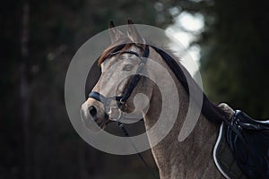 Beautiful stunning show jumping gelding horse with bridle and browband with beads in forest