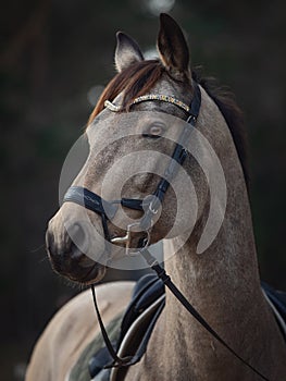 Beautiful stunning show jumping gelding horse with bridle and browband with beads in forest