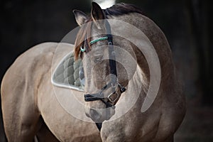 Beautiful stunning show jumping gelding horse with bridle and browband with beads in forest in autumn