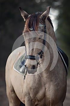 Beautiful stunning show jumping gelding horse with bridle and browband with beads in forest in autumn