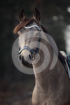 Beautiful stunning show jumping gelding horse with bridle and white rowband with beads in forest in autumn landscape