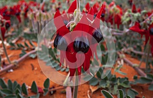 Beautiful Sturt Desert Pea flowers