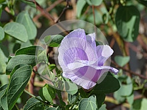 A beautiful Sturt Desert Rose at Ayers Rock Resort, Northern Territory