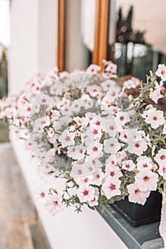 Beautiful style window decorated with light summer flowers in Poland