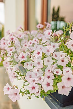 Beautiful style window decorated with light summer flowers in Poland