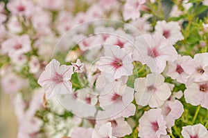 Beautiful style window decorated with light summer flowers in Poland