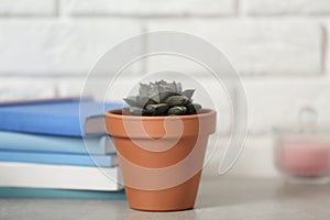 Beautiful succulent on grey stone table against wall. Home plant