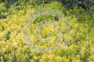 Beautiful succulent groundcover Sedum reflexum