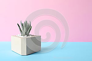 Beautiful succulent plant in stylish flowerpot on blue table against pink background. Home decor