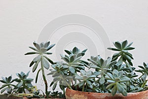 Beautiful succulent plants leaves in the big pot by the wall
