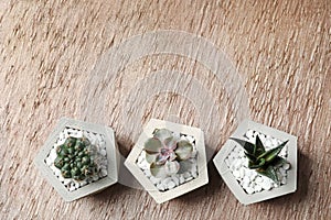 Beautiful succulent plants in stylish flowerpots on table, flat lay with space for text. Home