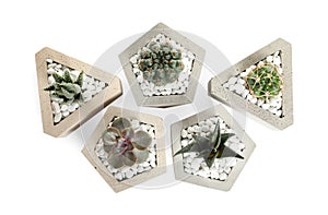 Beautiful succulent plants in stylish flowerpots on white background, top view.