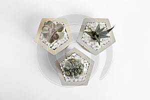 Beautiful succulent plants in stylish flowerpots on white background, top view. Home