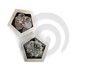 Beautiful succulent plants in stylish flowerpots on white background, top view. Home