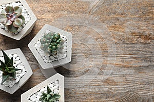 Beautiful succulent plants in stylish  on wooden background, flat lay with space for text. Home decor