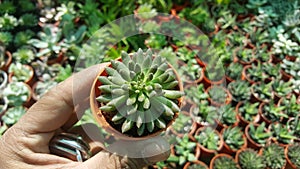 Beautiful Succulent in Small pot