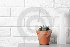 Beautiful succulent and spray bottle on stone table near brick wall, space for text. Home plant