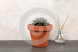 Beautiful succulent on stone table. Home plant