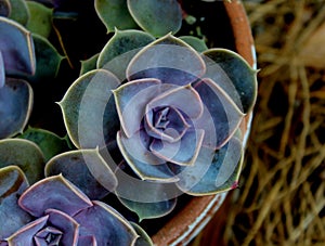 Beautiful succulents