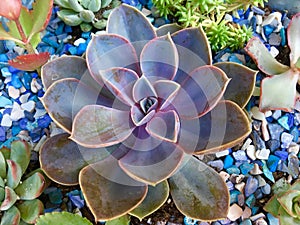 Beautiful Succulents