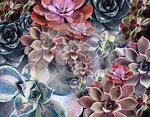 Beautiful succulents as background, top view