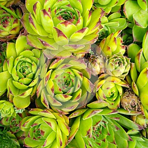 Beautiful succulents in the family Crassulaceae, Many succulents to fill the space of the photograph. Sempervivum tectorum.