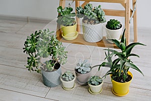 Beautiful succulents green the room. Many indoor plants in white, gray and yellow pots.
