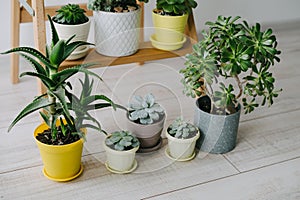 Beautiful succulents green the room. Many indoor plants in white, gray and yellow pots