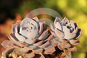 Beautiful succulents in spring sunshine leaves