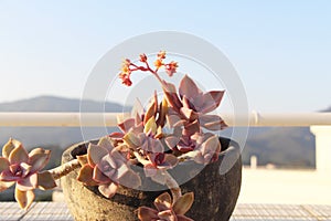 Succulents in the spring sun