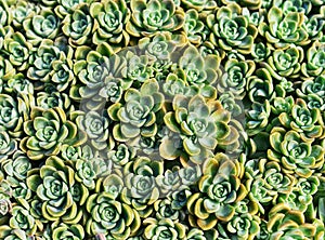 beautiful sucullent plant pattern background photo
