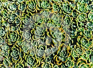 beautiful sucullent plant pattern background photo